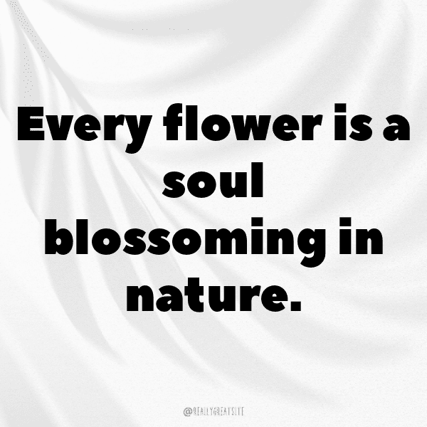 252+ Bellflower Captions For Instagram (Short, Trending & Viral) 9 Bellflower Captions Photo For Instagram-Q0iVb9