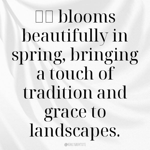 252+ Bellflower Captions For Instagram (Short, Trending & Viral) 12 Bellflower Captions Photo For Instagram-VO5fRm