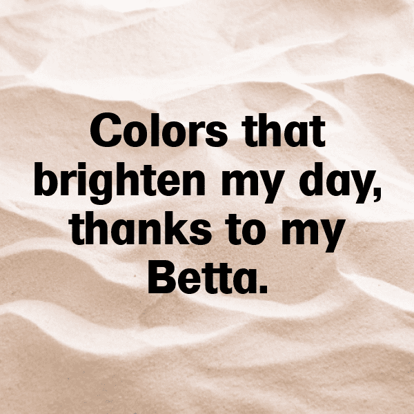 325+ Betta Captions For Instagram (Best, Funny & Short) 6 Betta Captions Photo For Instagram-zoMIfb