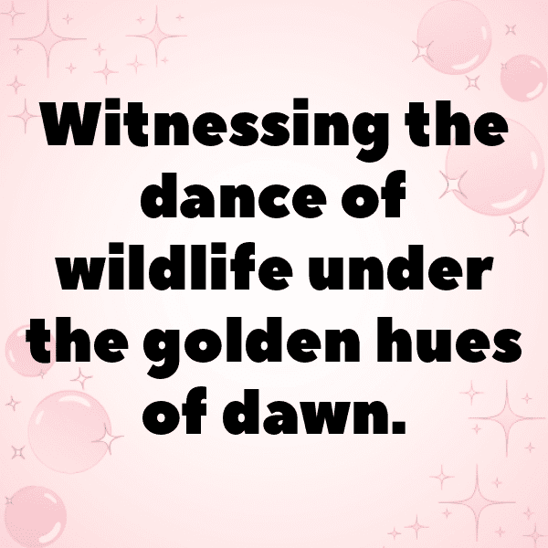 240+ Bird of Paradise Captions For Instagram (Trending, Funny & Top) 10 Bird of Paradise Captions Image For Instagram-DcH8Iw