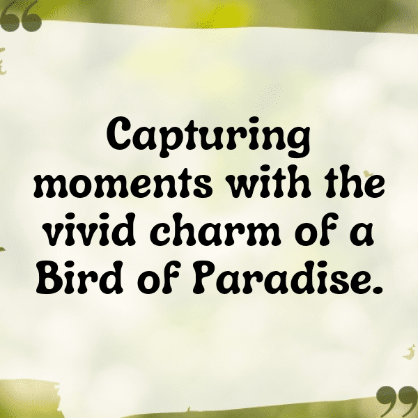 240+ Bird of Paradise Captions For Instagram (Trending, Funny & Top) 5 Bird of Paradise Captions Photo For Instagram-0Cau4c