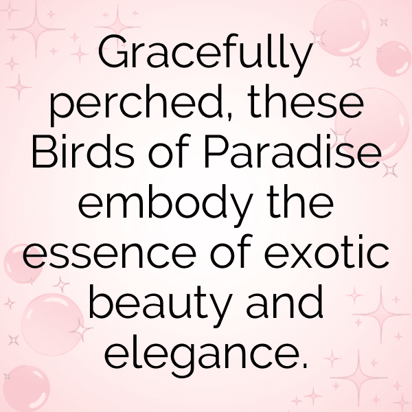 240+ Bird of Paradise Captions For Instagram (Trending, Funny & Top) 11 Bird of Paradise Captions Photo For Instagram-9zj4GR