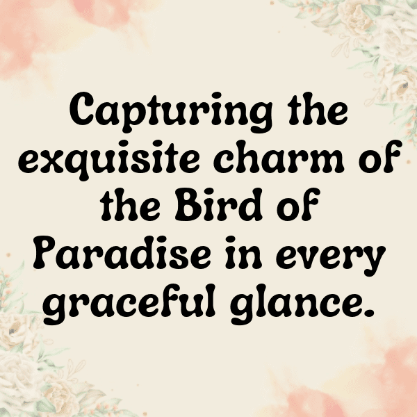 240+ Bird of Paradise Captions For Instagram (Trending, Funny & Top) 7 Bird of Paradise Captions Photo For Instagram-NP7TMh