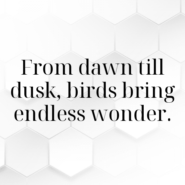 Birdwatching Captions Image for Instagram-Buky4N