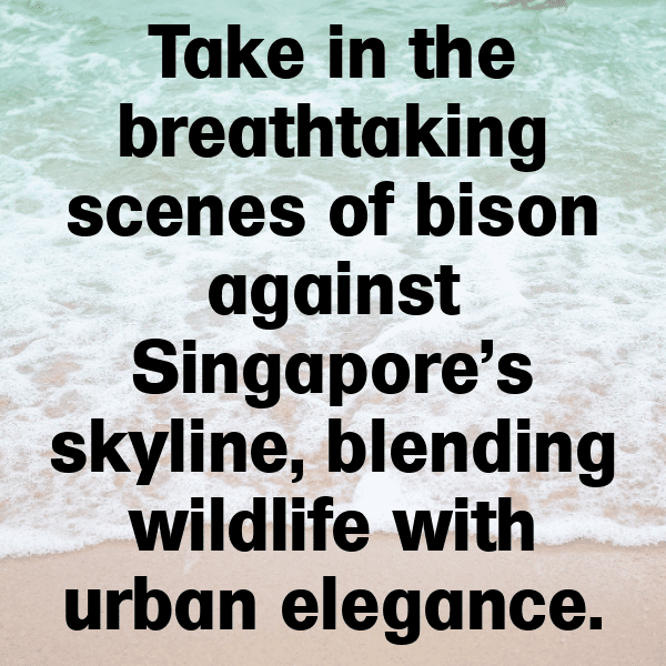 Bison Captions Photo For Instagram-LKKUuJ