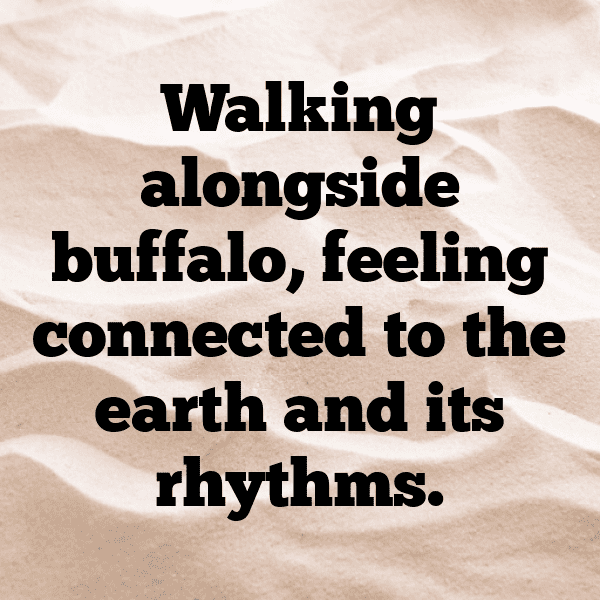 Bison Captions Photo For Instagram-Nq3bQ9