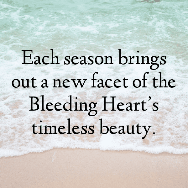 Bleeding Heart Captions Photo For Instagram-6lTMSy