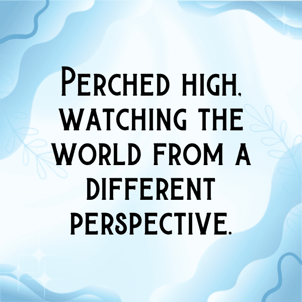 340+ Blue Jay Captions For Instagram (Best, Funny & Short) 3 Blue Jay Captions Image For Instagram-Usw2X7