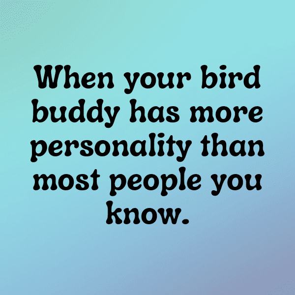 340+ Blue Jay Captions For Instagram (Best, Funny & Short) 7 Blue Jay Captions Photo For Instagram-2TjqTj