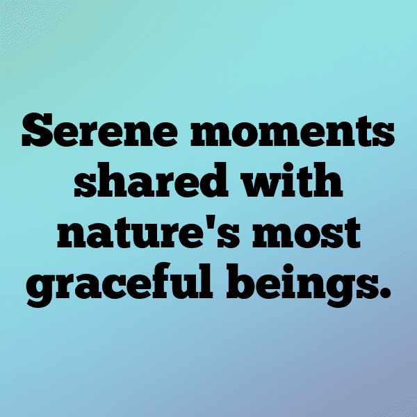 340+ Blue Jay Captions For Instagram (Best, Funny & Short) 9 Blue Jay Captions Photo For Instagram-3ITDnc