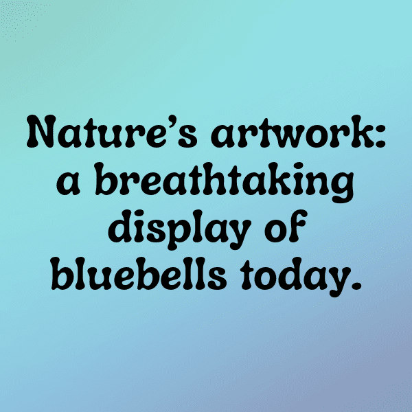 340+ Bluebell Captions For Instagram (Trending, Funny & Top) 16 Bluebell Captions Image For Instagram-vLWg9Y