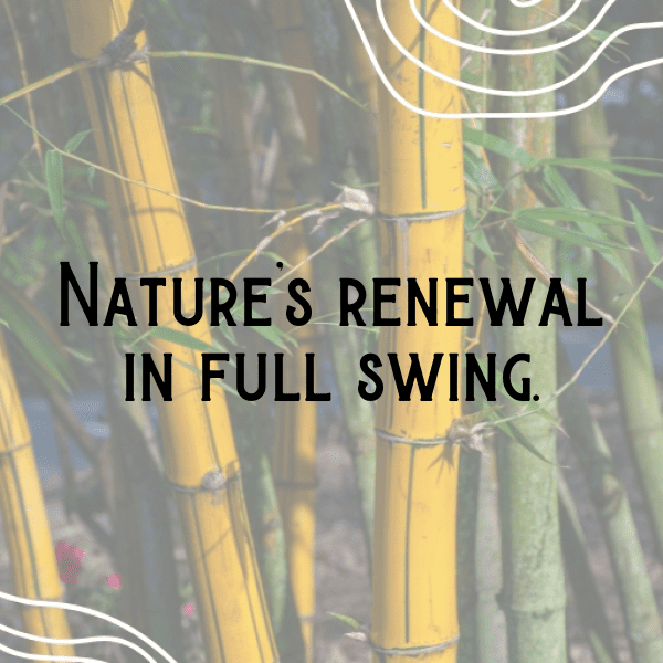 340+ Bluebell Captions For Instagram (Trending, Funny & Top) 12 Bluebell Captions Photo For Instagram-uCuhK5