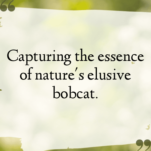 267+ Bobcat Captions For Instagram (Best, Funny & Short) 5 Bobcat Captions Image For Instagram-7tRARF