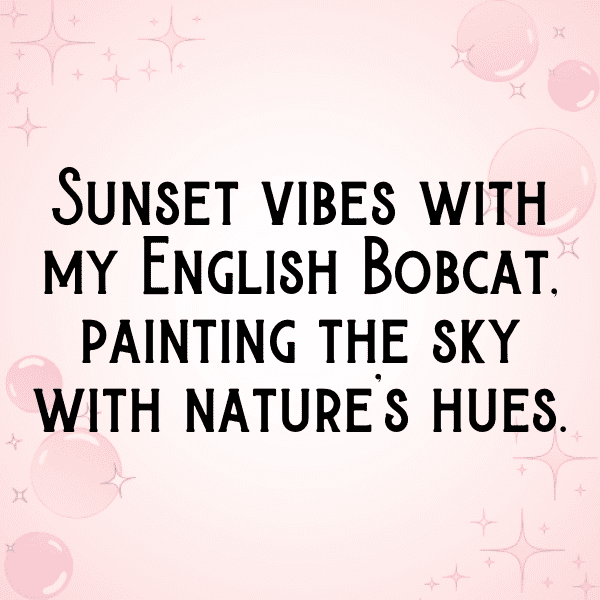 267+ Bobcat Captions For Instagram (Best, Funny & Short) 4 Bobcat Captions Photo For Instagram-v6VYDt