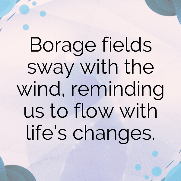 200+ Borage Captions For Instagram In 2025 11 Borage Captions Photo For Instagram-0SsRkC