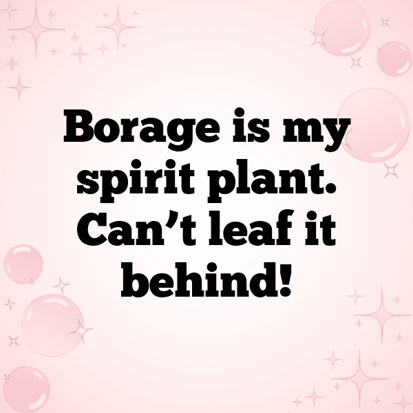 200+ Borage Captions For Instagram In 2025 5 Borage Captions Photo For Instagram-0VRrD9