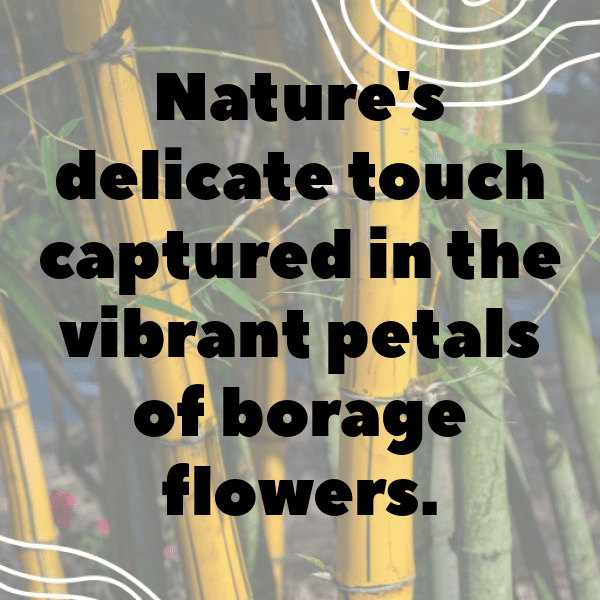 200+ Borage Captions For Instagram In 2025 6 Borage Captions Photo For Instagram-CNpo5M