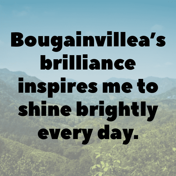 Bougainvillea Captions Image For Instagram-t9953L