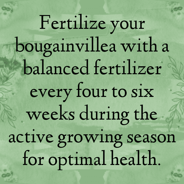 Bougainvillea Captions Photo For Instagram-okwPwN