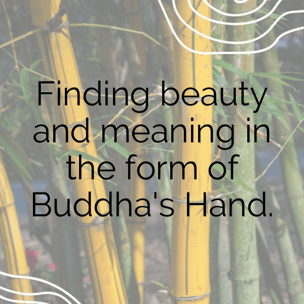 292+ Buddha’s Hand Captions For Instagram (Trending, Funny & Top) 7 Buddha’s Hand Captions Image For Instagram-e29sZm
