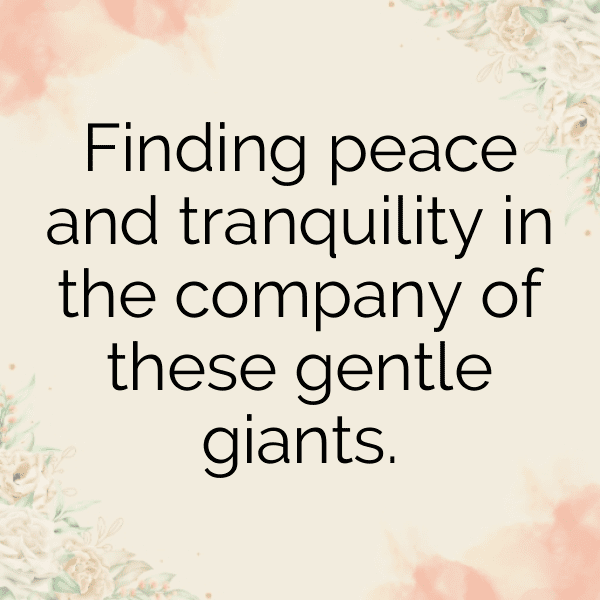 Buffalo Captions Photo For Instagram-sS6mhu