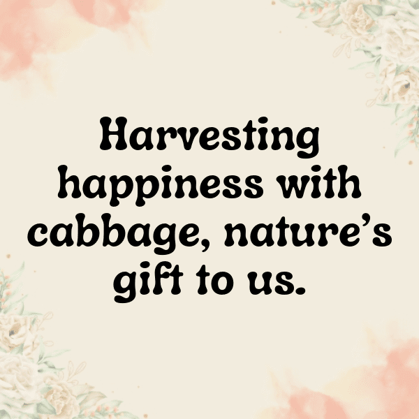 258+ Cabbage Captions For Instagram (Trending, Funny & Top) 8 Cabbage Captions Image For Instagram-mwtvxo