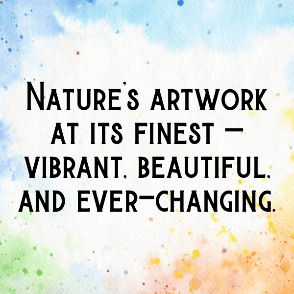 248+ Calendula Captions For Instagram In 2025 16 Calendula Captions Image For Instagram-x2DB0C