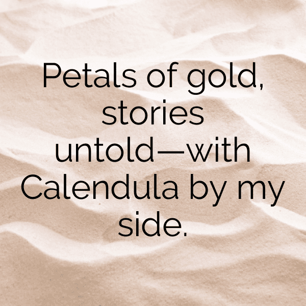 248+ Calendula Captions For Instagram In 2025 5 Calendula Captions Photo For Instagram-7xCr2U