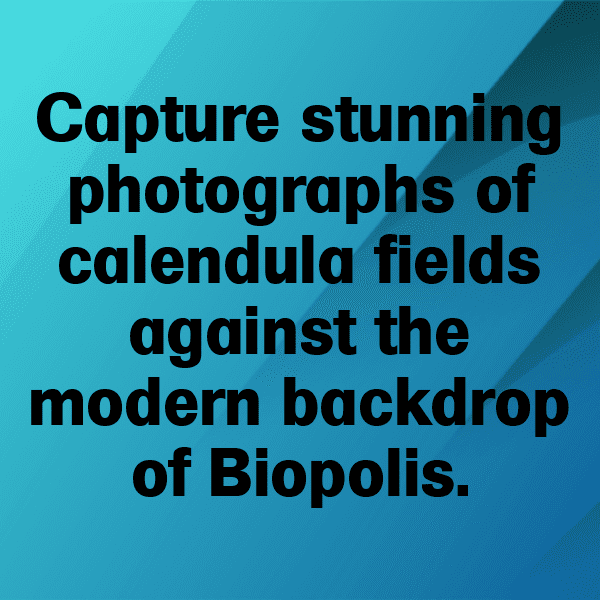 248+ Calendula Captions For Instagram In 2025 11 Calendula Captions Photo For Instagram-D29MVi