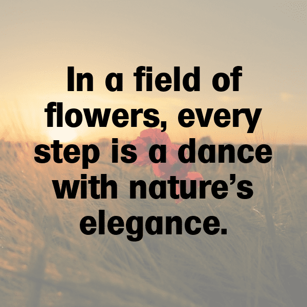 248+ Calendula Captions For Instagram In 2025 3 Calendula Captions Photo For Instagram-Nn0yAA