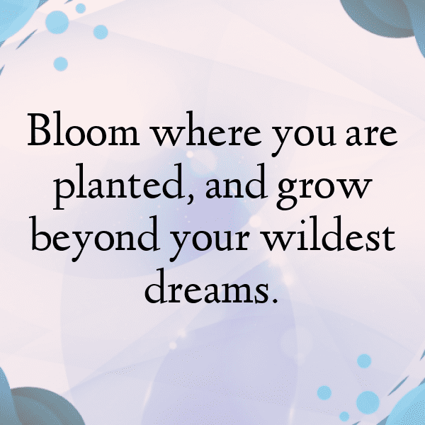 248+ Calendula Captions For Instagram In 2025 4 Calendula Captions Photo For Instagram-OBI2Kw