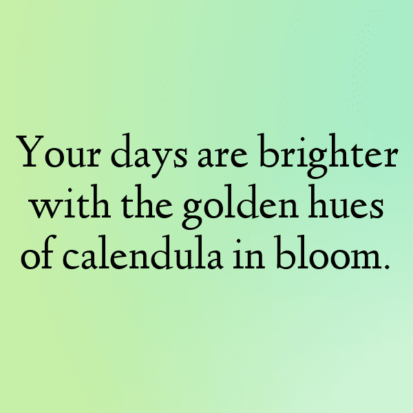 248+ Calendula Captions For Instagram In 2025 7 Calendula Captions Photo For Instagram-sK5pzb