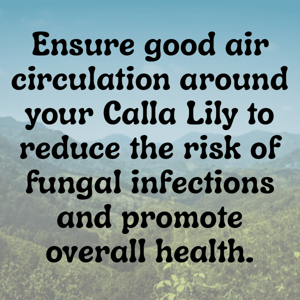 333+ Calla Lily Captions For Instagram In 2025 6 Calla Lily Captions Photo For Instagram-bDgEJo