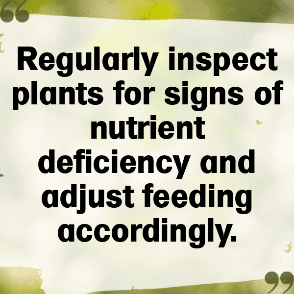 333+ Calla Lily Captions For Instagram In 2025 8 Calla Lily Captions Photo For Instagram-gf38ST