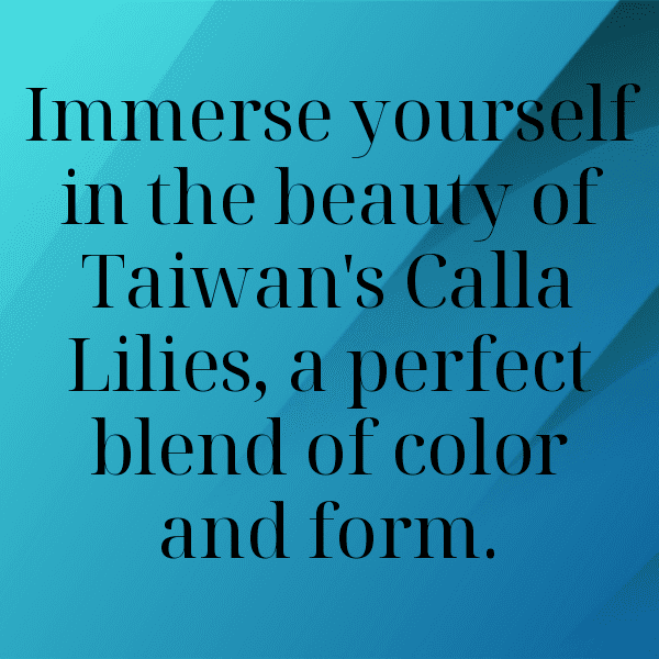 333+ Calla Lily Captions For Instagram In 2025 10 Calla Lily Captions Photo For Instagram-GX1H7S