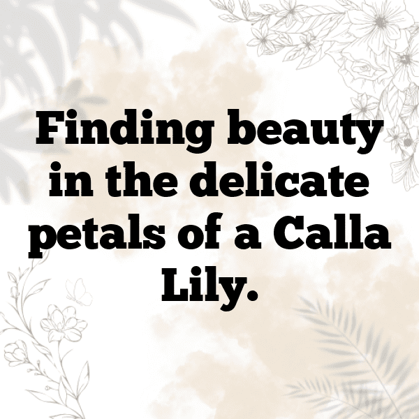 333+ Calla Lily Captions For Instagram In 2025 3 Calla Lily Captions Photo For Instagram-KS0E3u