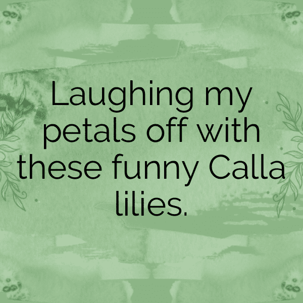 333+ Calla Lily Captions For Instagram In 2025 5 Calla Lily Captions Photo For Instagram-o8yGZ9