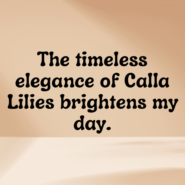 333+ Calla Lily Captions For Instagram In 2025 4 Calla Lily Captions Photo For Instagram-Yzo5oa