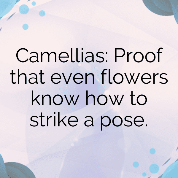 Camellia Captions Image For Instagram-g0gzNi