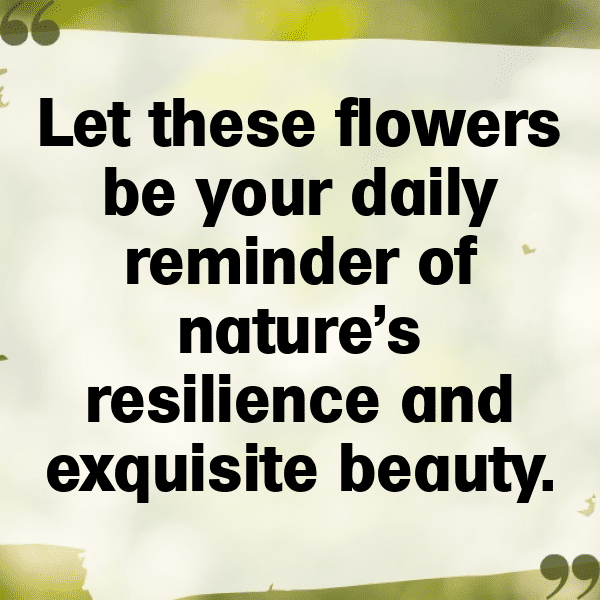 Camellia Captions Photo For Instagram-nycUub