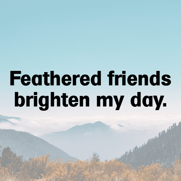 209+ Canary Captions For Instagram In 2025 9 Canary Captions Photo For Instagram-KmdkGT