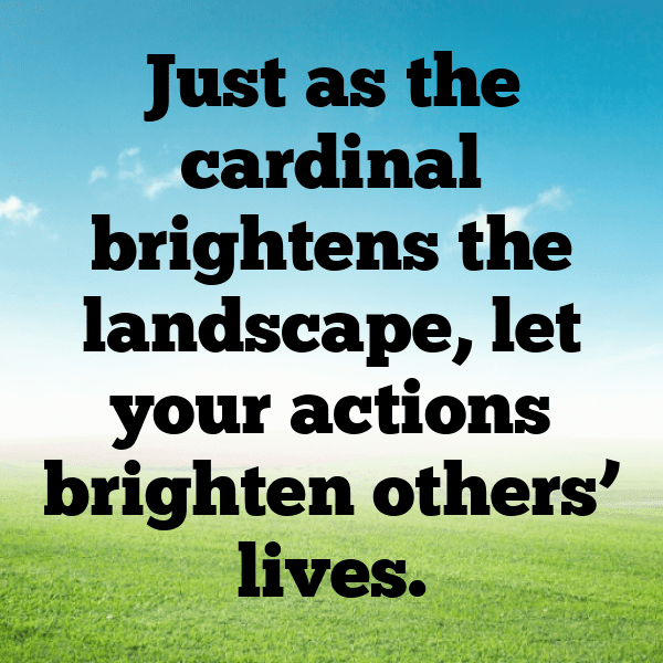 342+ Cardinal Captions For Instagram (Fresh & Trendy) 9 Cardinal Captions Image For Instagram-pJGv7W