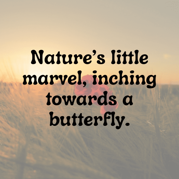 Caterpillar Captions Image For Instagram-8TiE5c