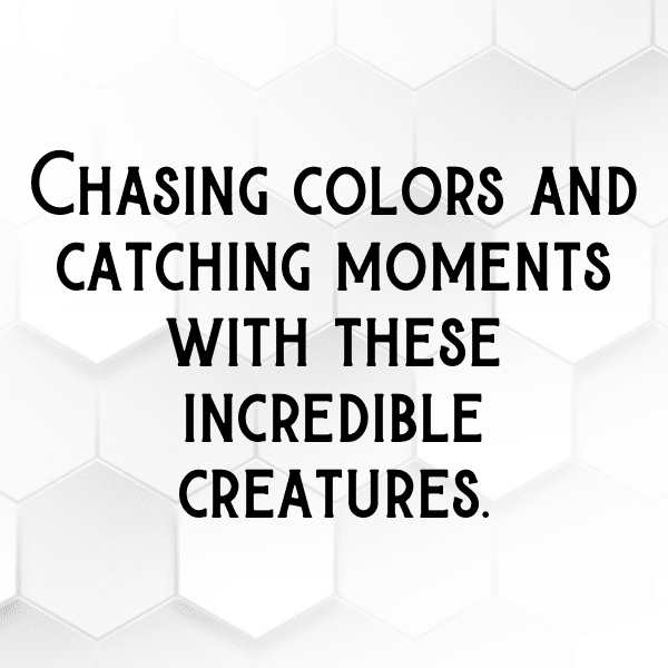 Chameleon Captions Photo For Instagram-peritd