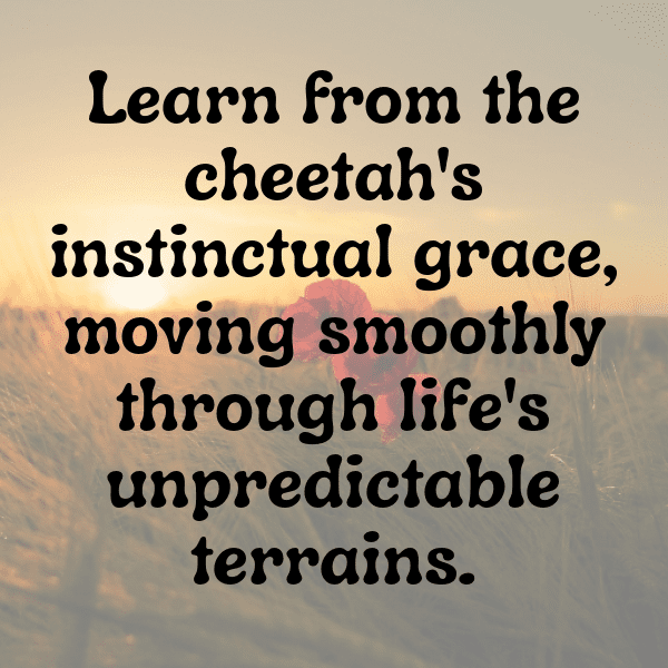 Cheetah Captions Photo For Instagram-y8WpOi