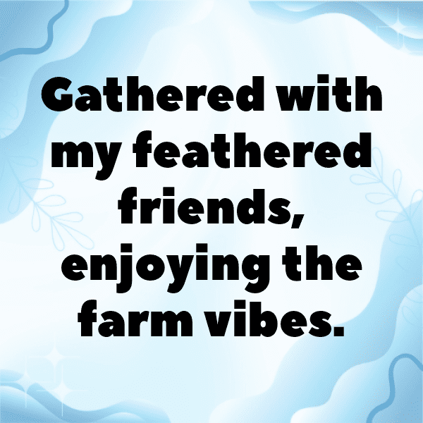 Chicken Captions Photo For Instagram-Pao18A