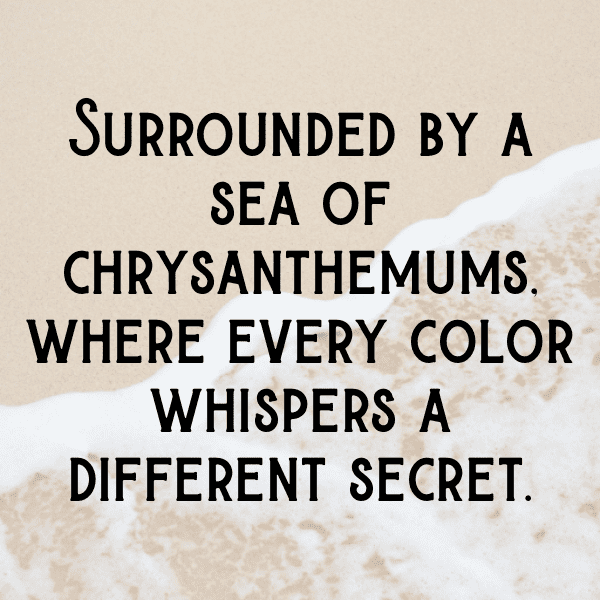 321+ Chrysanthemum Captions For Instagram (Trending, Funny & Top) 10 Chrysanthemum Captions Image For Instagram-4Toosr