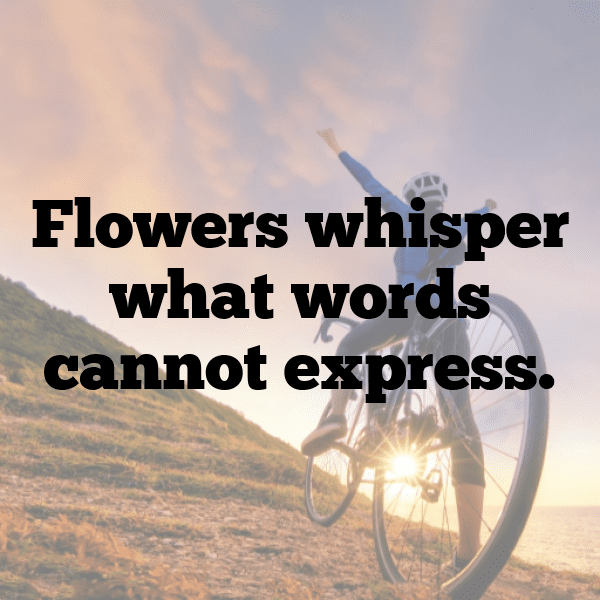 321+ Chrysanthemum Captions For Instagram (Trending, Funny & Top) 14 Chrysanthemum Captions Image For Instagram-9UAVsV