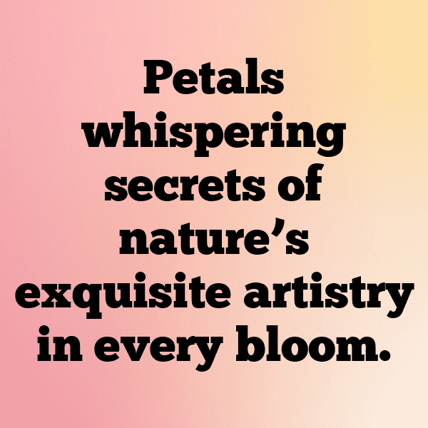 321+ Chrysanthemum Captions For Instagram (Trending, Funny & Top) 8 Chrysanthemum Captions Image For Instagram-BXOxYR