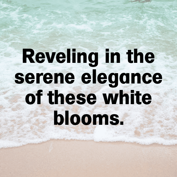 321+ Chrysanthemum Captions For Instagram (Trending, Funny & Top) 9 Chrysanthemum Captions Image For Instagram-ibfNgm